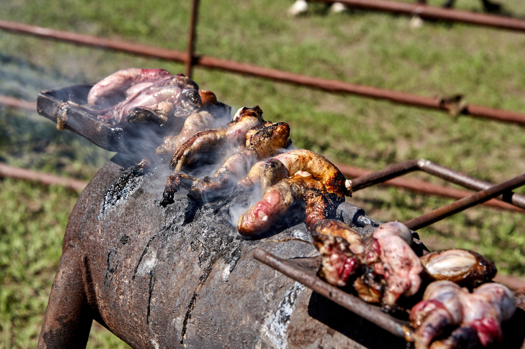 Rocky Mountain oysters (Colorado)